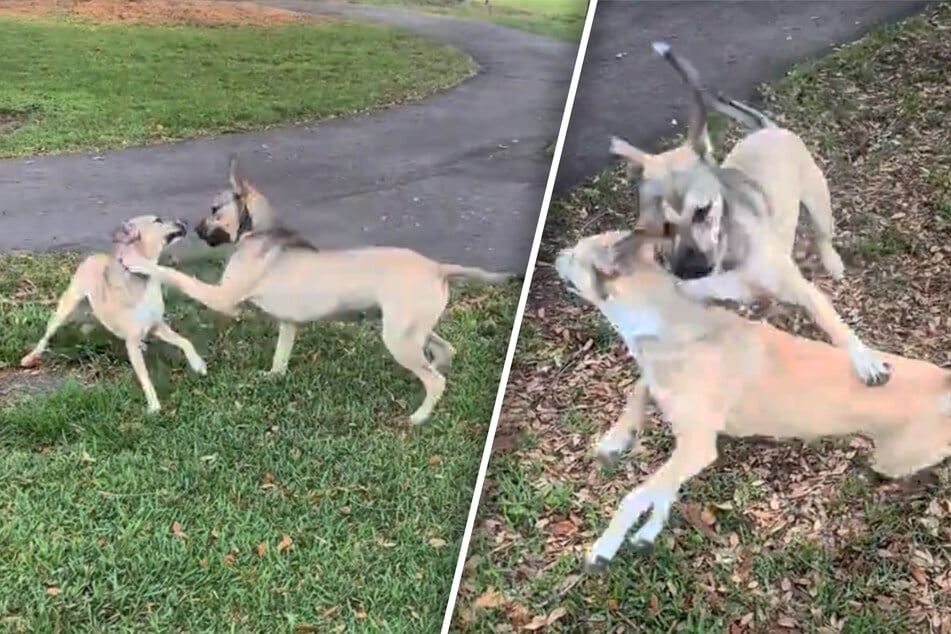 Nach Adoption getrennt: Hunde-Geschwister treffen Monate später wieder aufeinander