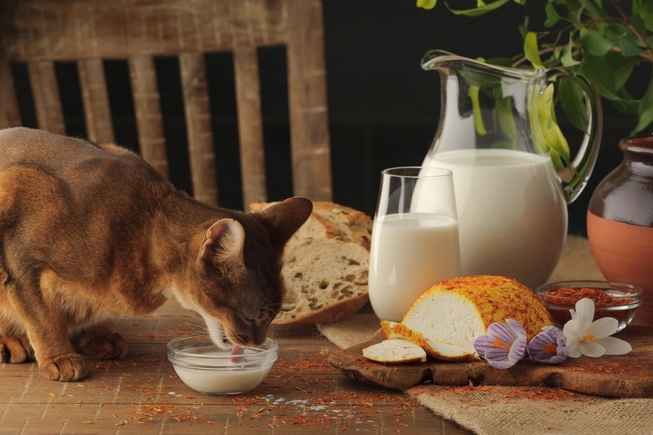 When feeding cheese to your cat, take care on the type and quantity of cheese you provide.