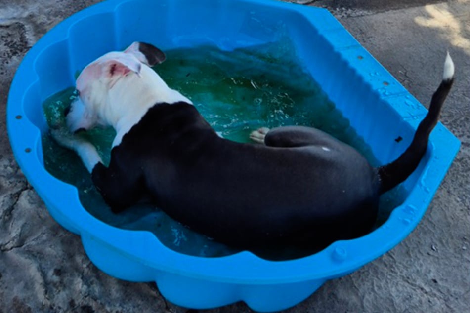 Silas ist eine richtige Wasserratte und würde sich sehr über einen großen Hundepool freuen.