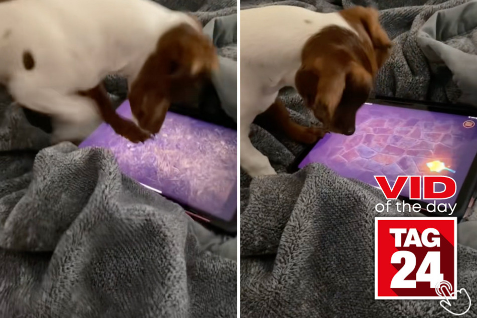Today's Viral Video of the Day shows a puppy playing on his owner's iPad in the cutest way imaginable.