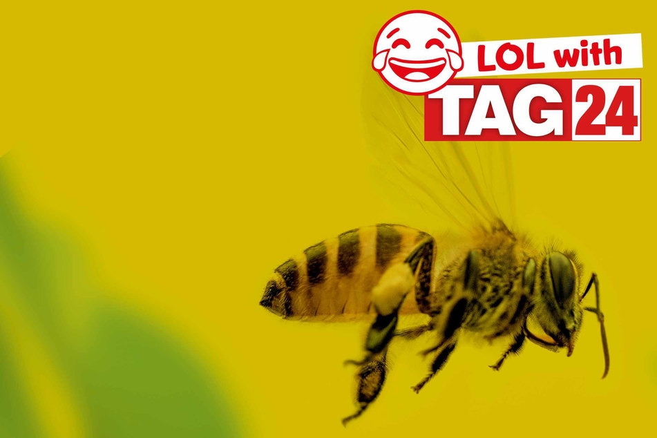 Joke of the Night for January 2, 2026: One that's buzzing with funny