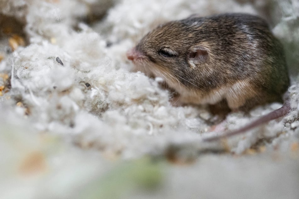 San Diego Zoo's pocket mouse Pat sets a new Guinness world record!