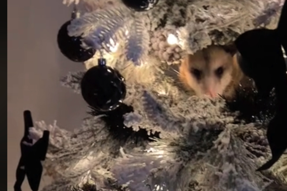 Tierische Überraschung im Weihnachtsbaum geht auf TikTok viral!