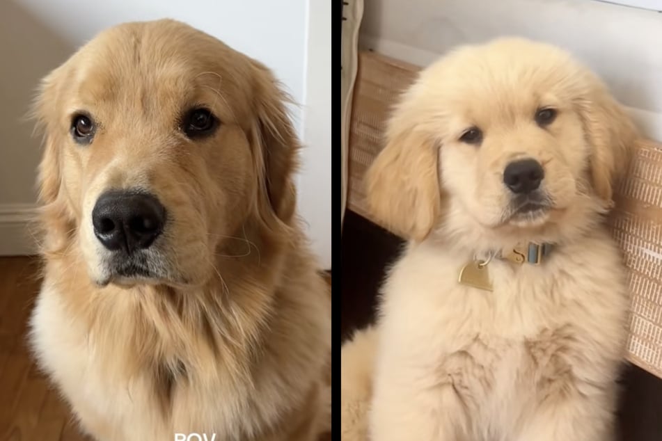 Der heute einjährige Golden Retriever hat sich seitdem heftig verändert.