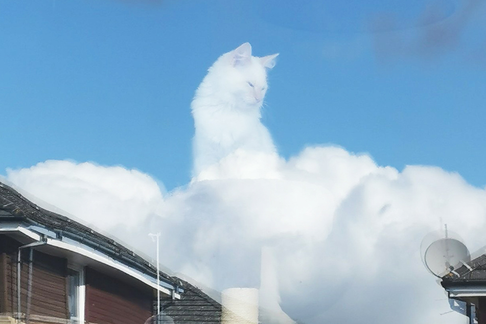 Ist die Katze etwa im Himmel? Dieses Bild soll nicht mit Photoshop bearbeitet worden sein.