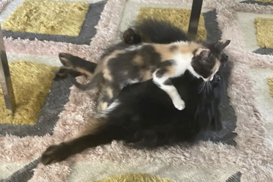 A Louisville family took in an orphaned cat, and their Pomeranian dog loved the kitten immediately!