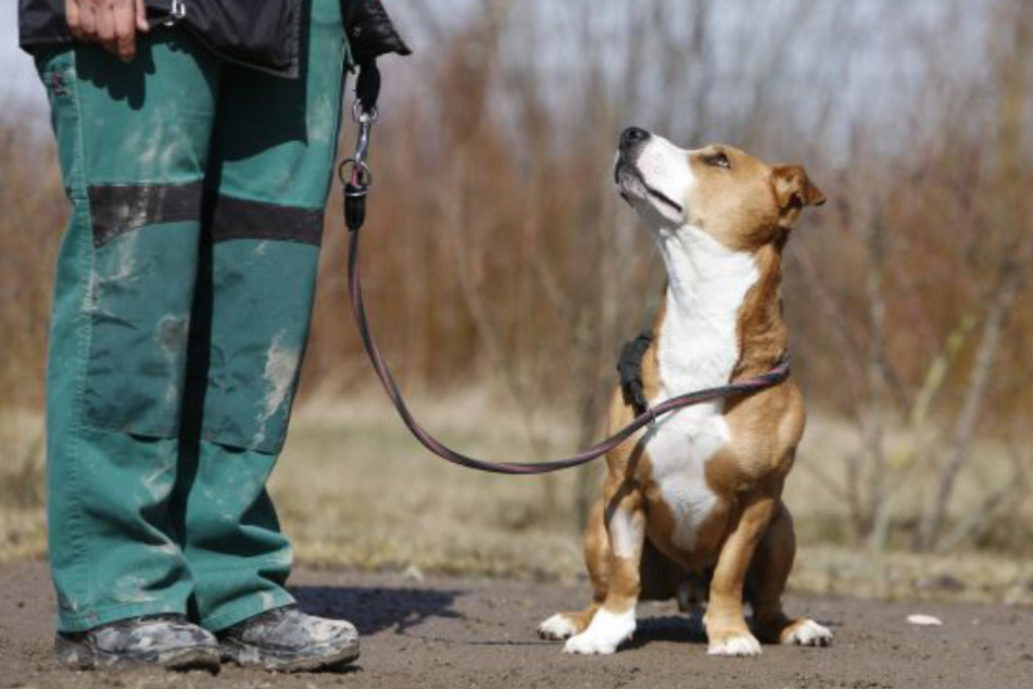 Hund Baily schaut gelehrig zu seinem Gassi-Partner.