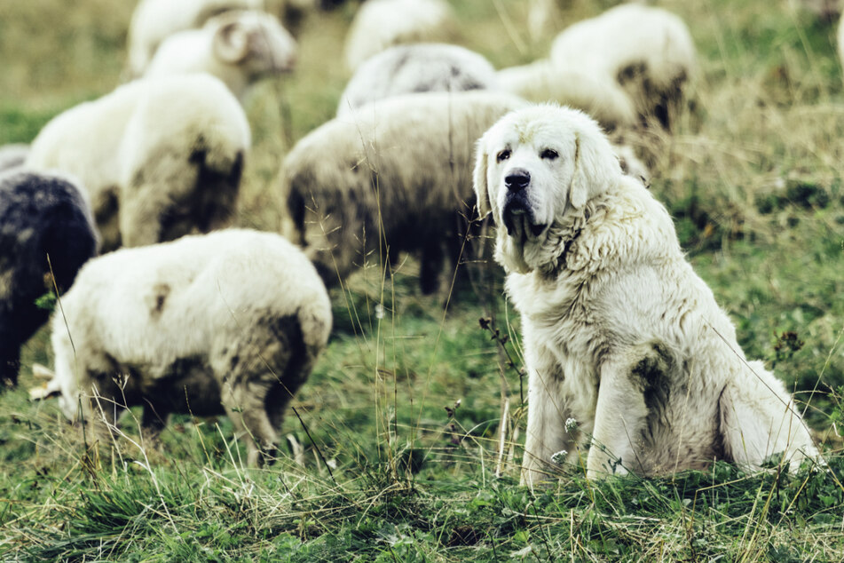 Darunter vier Lämmer: Diebe stehlen Schafe und Hunde!