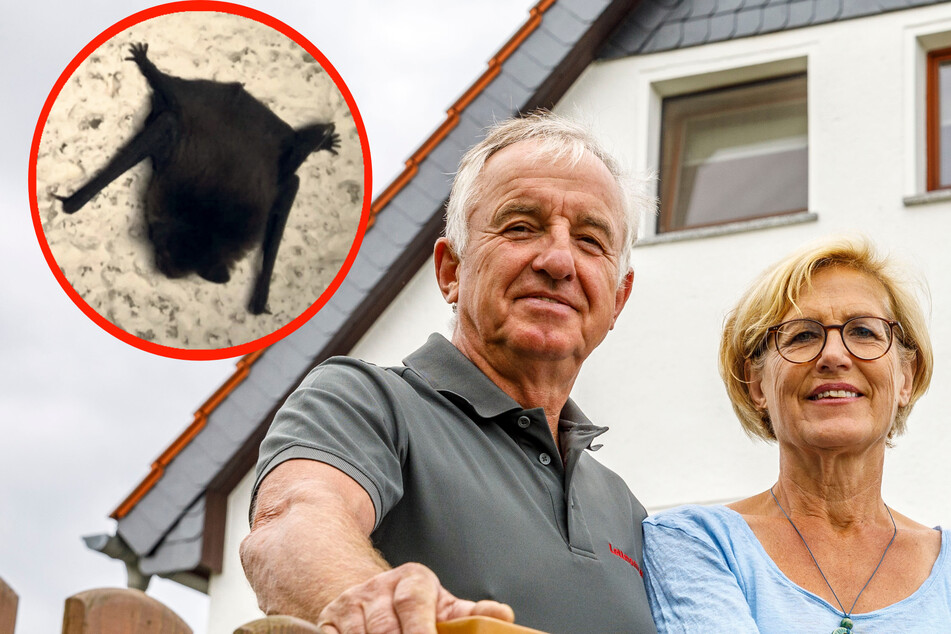 Dresden: Familie Peters: "Bei uns wohnen 72 Fledermäuse unterm Dach!"