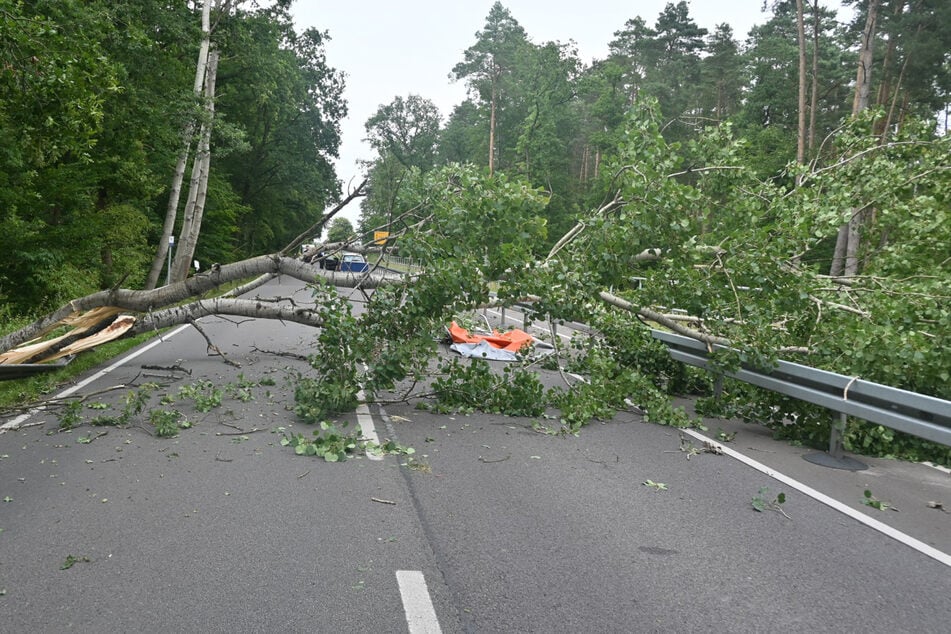 In der Altmark ist ein Baum auf ein fahrendes Auto gefallen.
