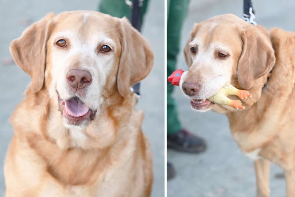 Hund Kari ist lebensfroh und hofft auf ein Happy End.