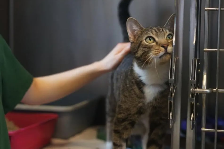 Kiara erholt sich aktuell noch von einer Operation.