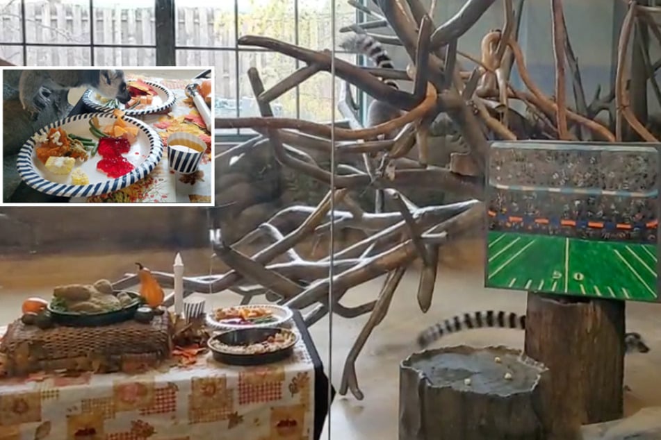 The ring-tailed lemurs at Brookfield Zoo enjoyed a Thanksgiving feast with a side of football.