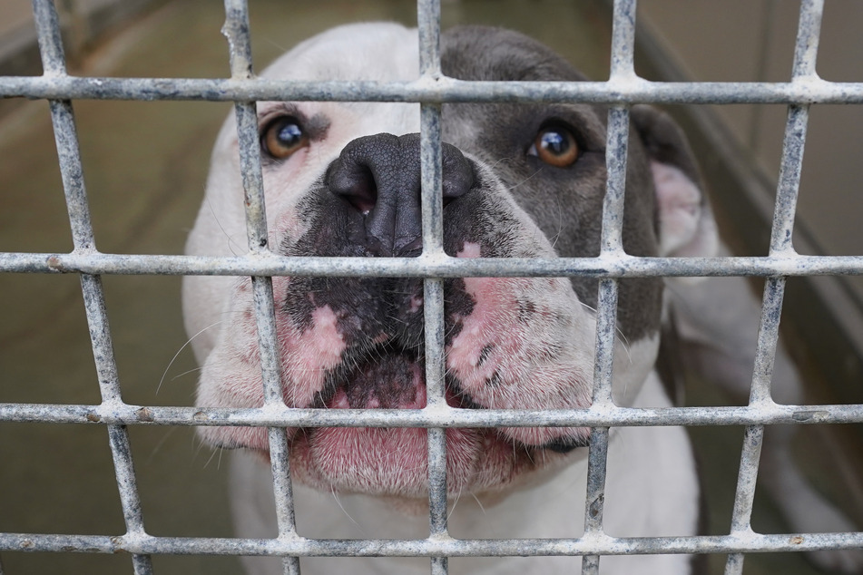 Ein American Staffordshire und Pitbull Terrier Mischling steht in seinem Käfig im Tierheim. Sogenannte Rasselisten machen es potenziellen Interessenten, aber vor allem den Tieren schwer zueinander zu finden. (Symbolbild)