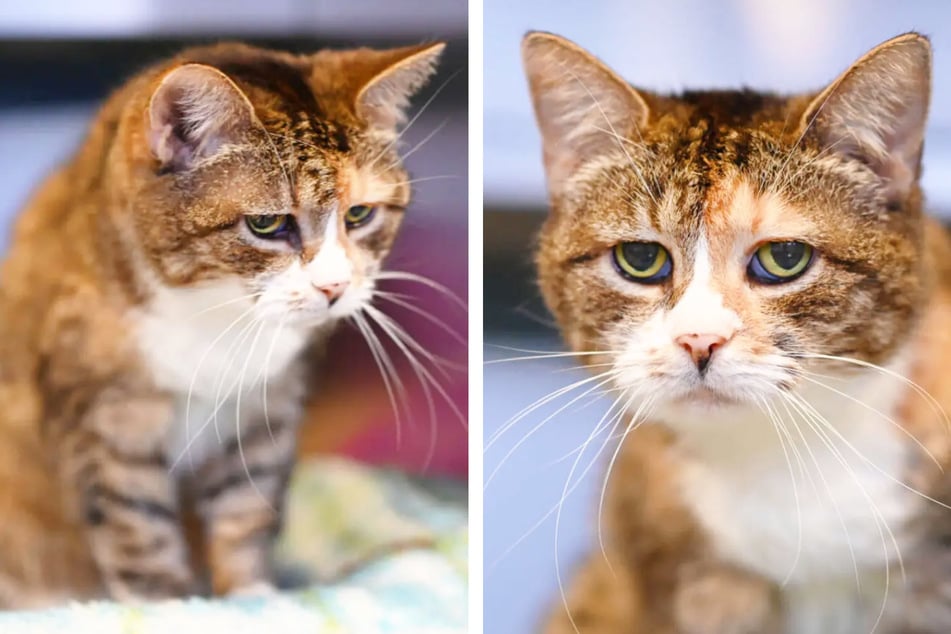 Katze (14) Betti hat leider einige Wehwehchen.