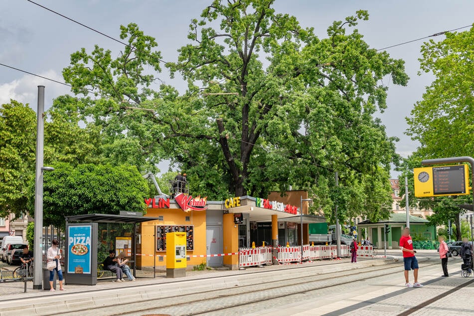 Ein Sturmschaden ließ zu Pfingsten einen schweren Ast der alten Eiche abstürzen. Der Baum am Fetscherplatz ist seit 40 Jahren ein Naturdenkmal.