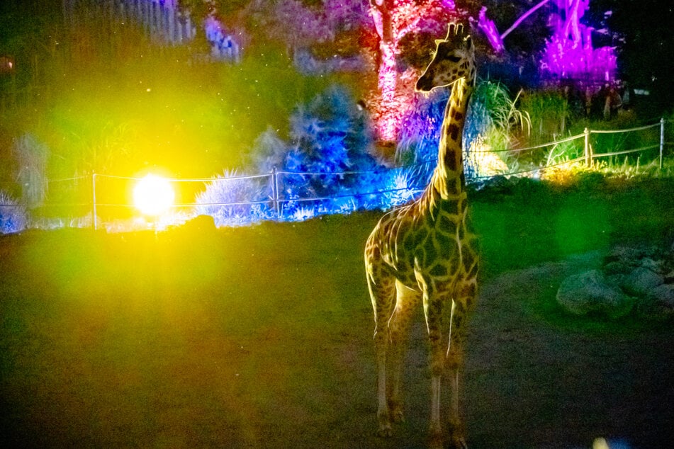 Im Zoo Magdeburg leben rund 650 Tiere aus 154 Arten auf einer 20 Hektar großen Parkanlage.