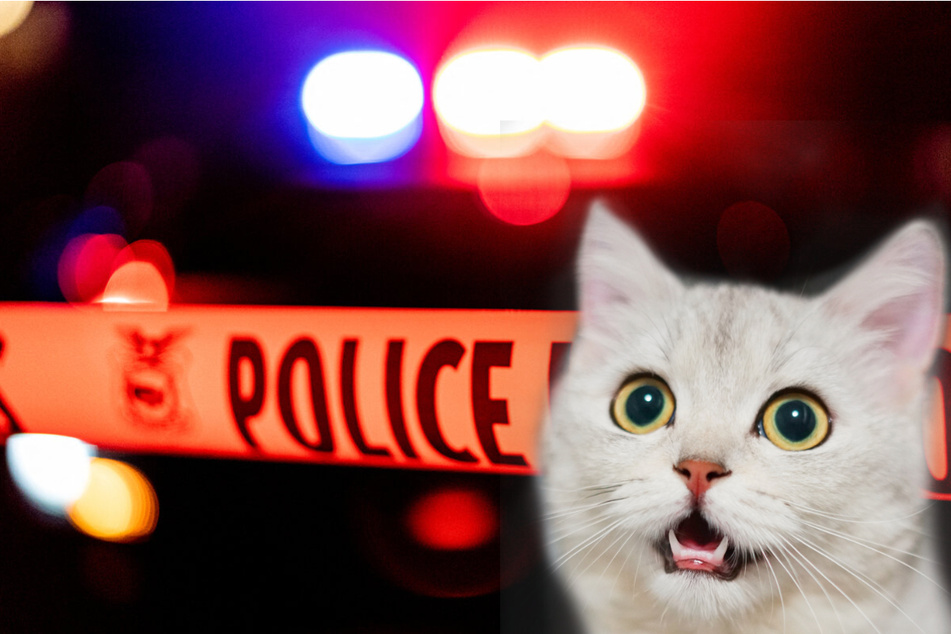 New Jersey woman blows herself up in her house filled with cats
