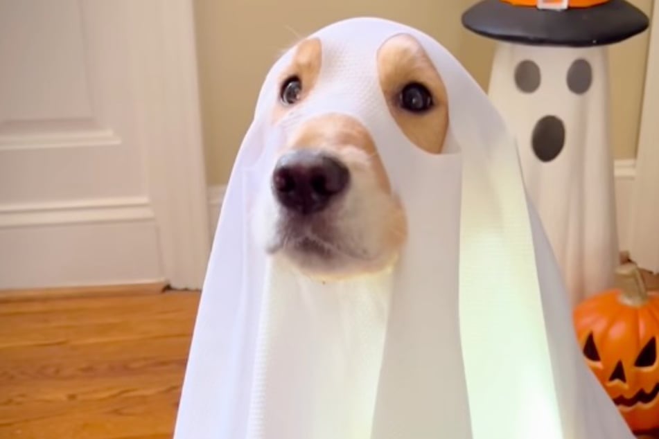 Golden Retriever ist als Gespenst verkleidet: Was er dann tut, bringt so viele zum Lachen