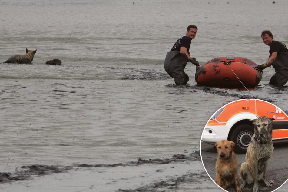 Hunde versinken im Schlamm: Feuerwehr eilt mit Schlauchboot zu Hilfe
