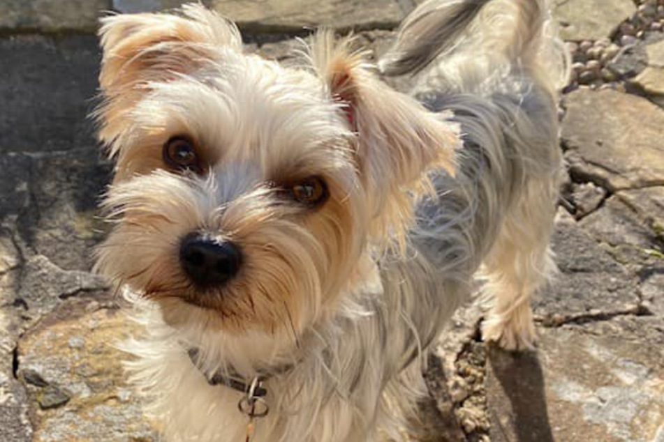 Roscoe war ein liebevoller Hund.