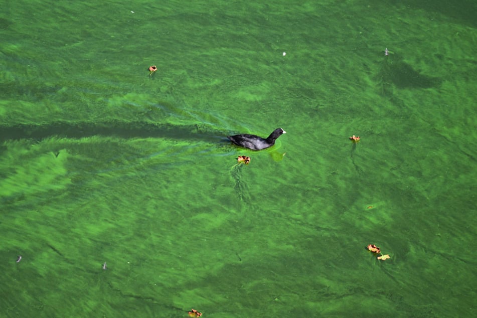 Neuartige Blaualgen die zusammen mit Wasserpflanzen auftreten, können für die Vierbeiner ein tödliches Risiko darstellen. (Symbolfoto)