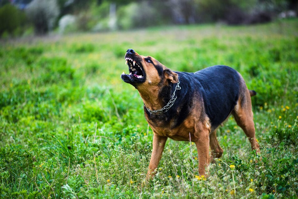 Nicht jeder Hund kann ohne Bedenken mit kleinen Kindern allein gelassen werden. (Symbolfoto)