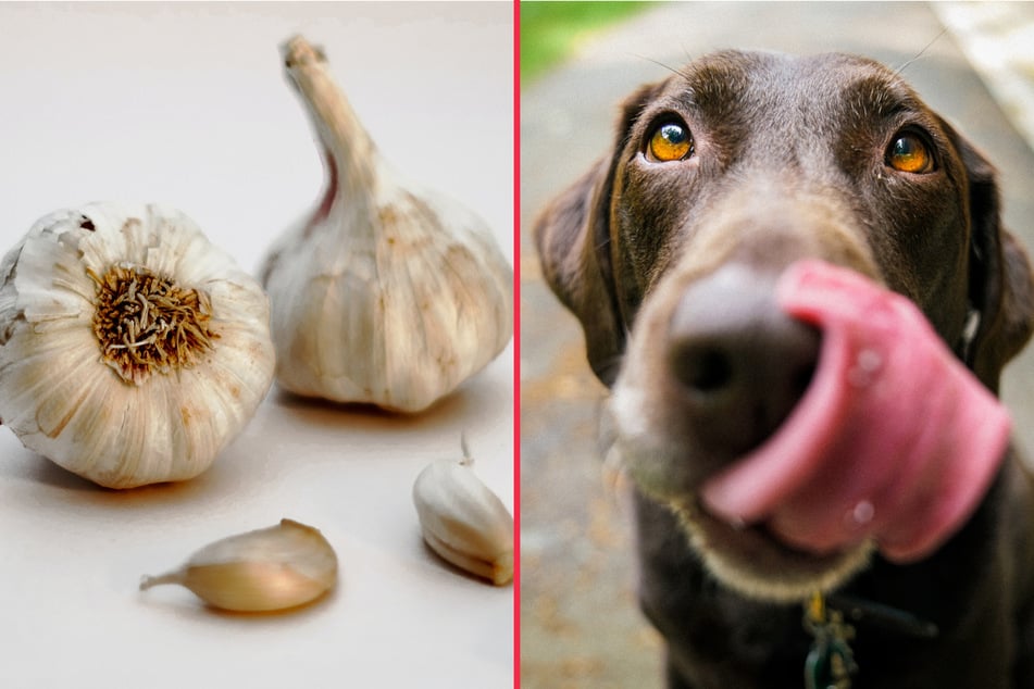 Dogs and garlic don't mix!