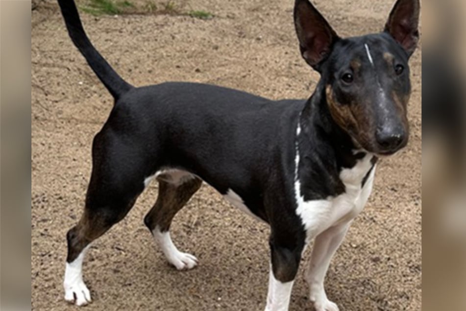 Ihre Menschen ließen sie hängen: Bullterrier-Dame Kali soll über das Tierheim in Frankfurt am Main wieder in zuverlässigere Hände geraten.