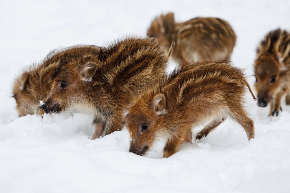 Die Frischlinge machen einen kleinen Ausflug ins Freie.