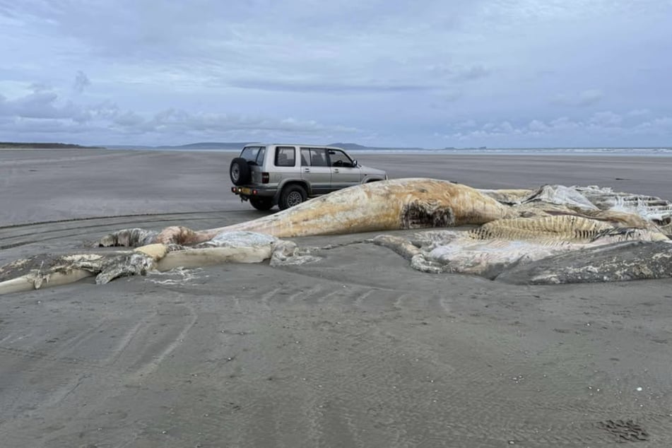 La créature mystérieuse a été découverte sur une plage très fréquentée au Pays de Galles.