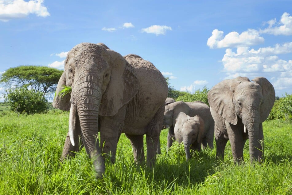 Of all the animals that walk this Earth, the African Elephant is the biggest.