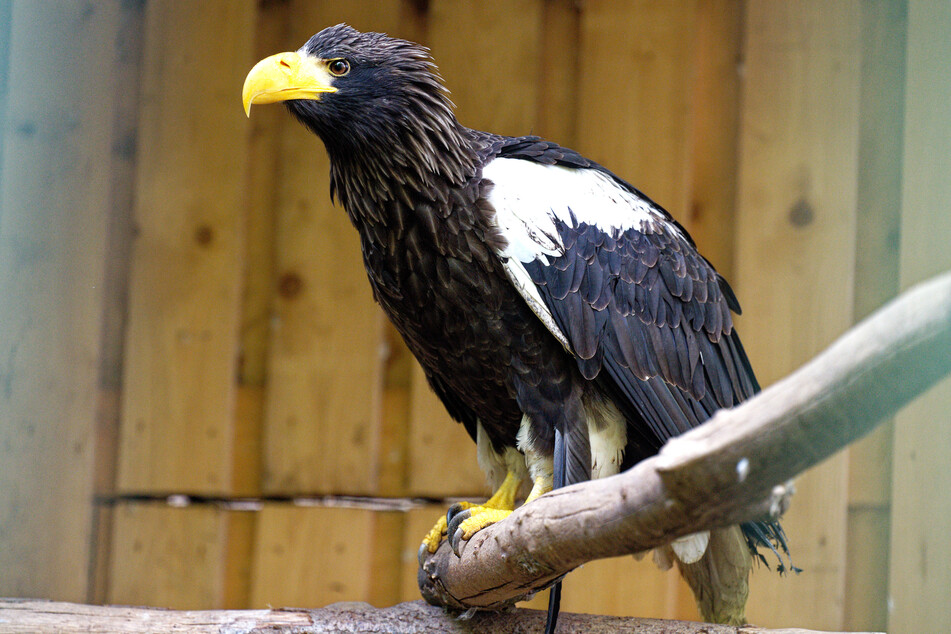 Riesenseeadler Grobi ist nach seinem rund 1000 Kilometer weiten Flug nach Ungarn per Straßentransport mittlerweile nach Remscheid zurückgekehrt.