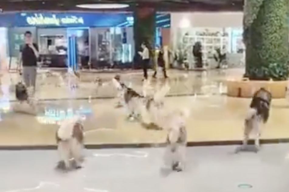 The dogs frolicked around in the Chinese shopping center!