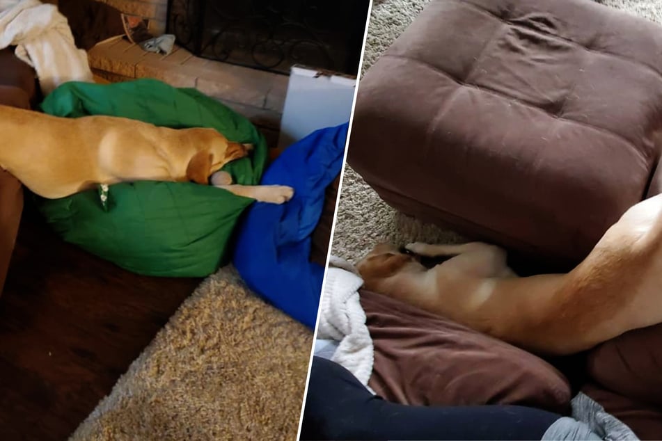 This dog takes naps in the most hilarious positions!