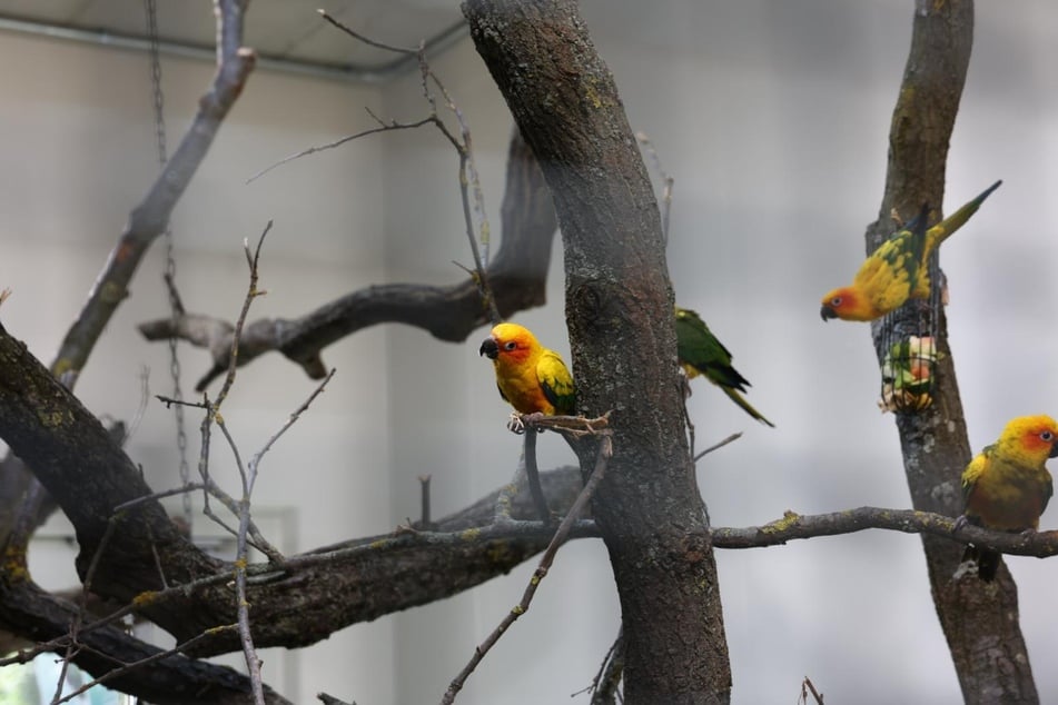 Hinter den Kulissen warten in einem ebenfalls neu errichteten Gebäude noch weitere zukünftige Bewohner darauf, die Volieren zu erkunden. Zuletzt war es jedoch noch zu kalt für die Exoten.