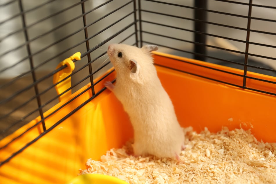 Eine spezialisierte Tierpension ist eine gute Alternative zur Hamsterunterbringung.