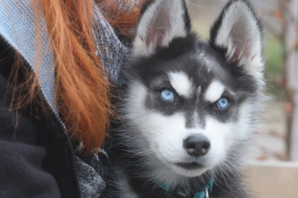 Nach schweren Verletzungen: Dieser süße Husky sucht bald ein neues Zuhause