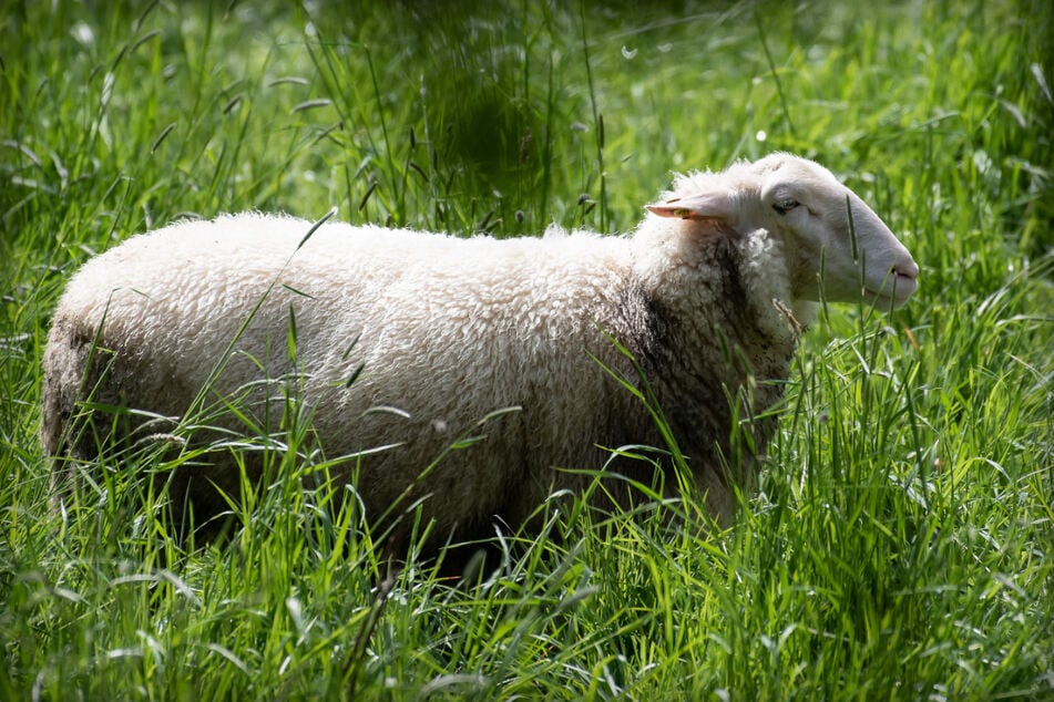 Vier Schafe wurden in Ansbach möglicherweise ohne Betäubung getötet. (Symbolbild)