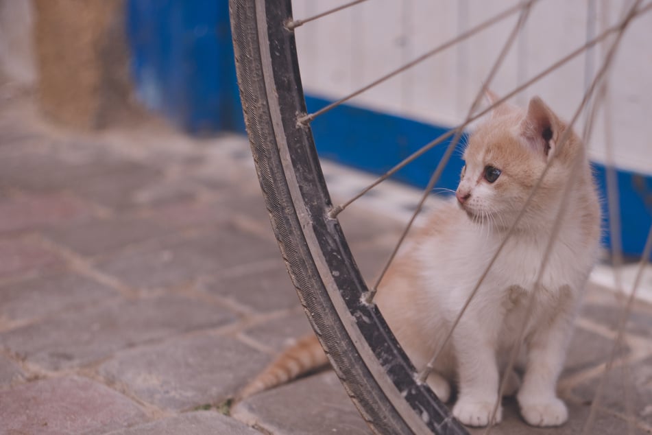 Der Mann war nach eigenen Angaben gestürzt, weil ihm kurz zuvor eine Katze vors Vorderrad gelaufen war (Symbolbild).