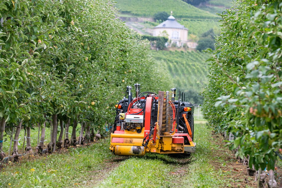 Der "Elwobot", eine Entwicklung der TU Dresden, kann zur Bodenverbesserung im Obstbau eingesetzt werden.