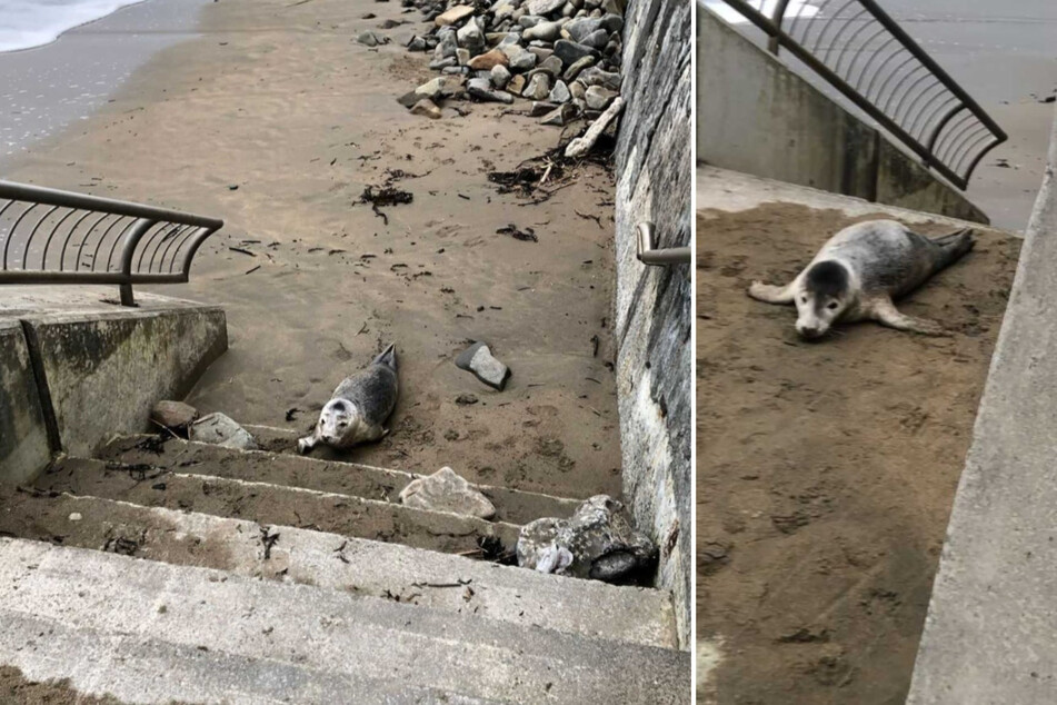 Der Kegelrobben-Welpe schleppte sich mit letzter Kraft die Stufen der Treppe zum Strand empor.