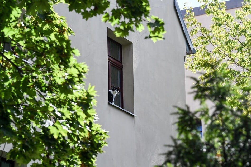 Im Sommer bleibt das Fenster häufiger offen oder gekippt. Für Katzen kann das gefährlich werden. (Archivbild)