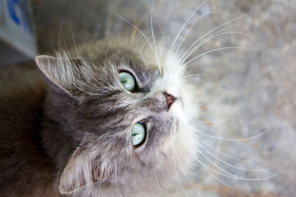 If your cat's diet is bad then it might start losing whiskers.