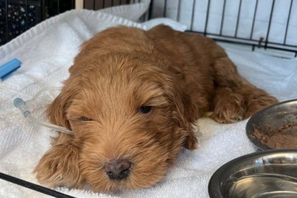 Mit schweren Verletzungen wurde Goldendoodle Furby in das "Austin Pets Alive!"-Tierheim gebracht.