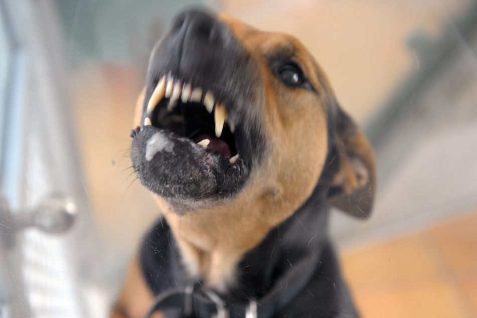 Ein bissiger Hund hat eine Frau angefallen und leicht verletzt. (Archivbild)