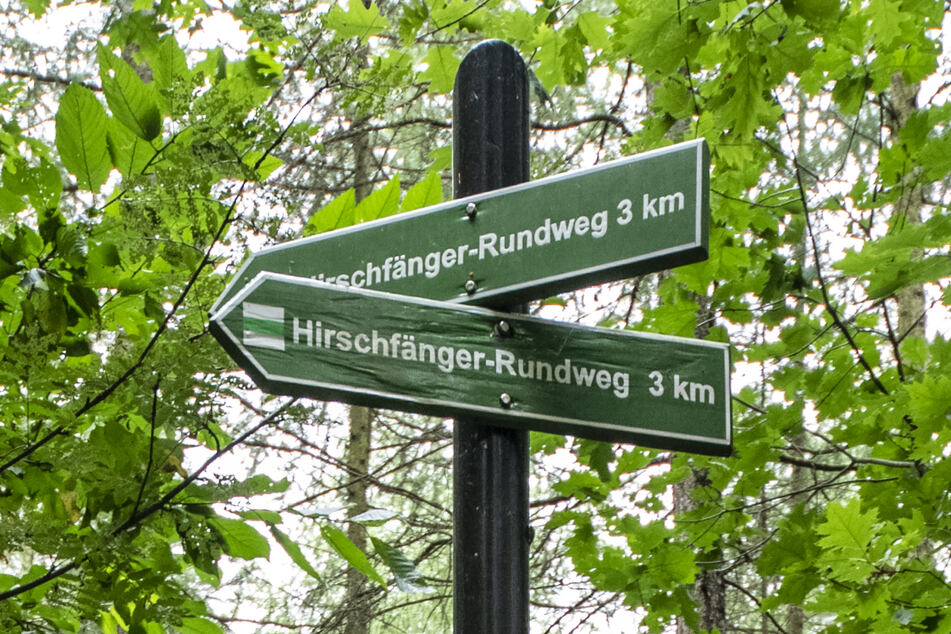 Die Hinweise für den Hirschfänger-Rundweg sind in etwa vier Meter Höhe angebracht.