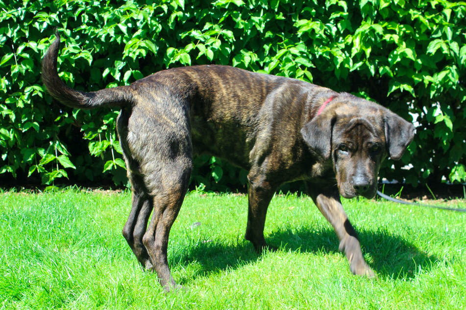Mischling Bruno.
