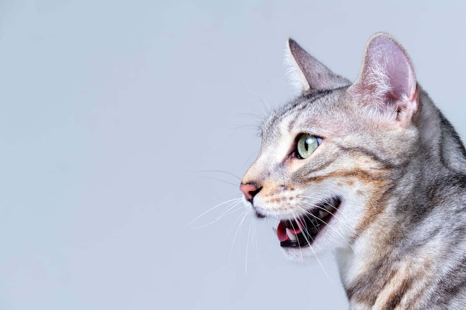 Find out why a cat sometimes pants at TAG24.