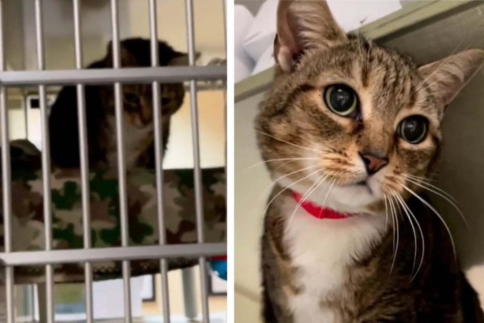 A viral video of a shelter cat "replaced" by a family kitten has riled up TikTok.